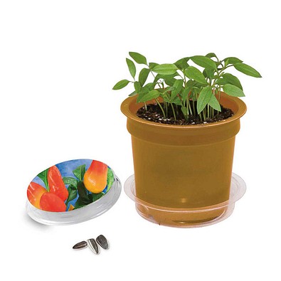 Florero-Töpfchen mit Samen, gold, Gewürzpaprika, 1-seit. Druck
