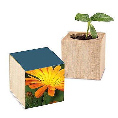 Pflanz-Holz mit Samen, Ostern, Ringelblume, 1-seit. Druck
