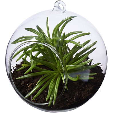 SEASONS Terrarium Sphere, transparent klar SEASONS Terrarium Sphere, transparent klar