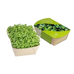 Microgreens-Gärtchen, Salatrauke, 1-seit. Druck