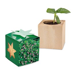 Pflanz-Holz Star-Box mit Samen, Persischer Klee, 1-seit. Druck