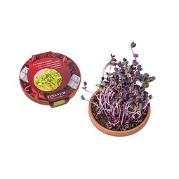 Vitamin-Schale, Weihnachten, Radies Sango, 1-seit. Druck