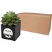 Hey Pots Blumentopf aus Aluminium, Sukkulente, schwarz