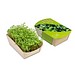Microgreens-Gärtchen, Kresse, 1-seit. Druck