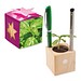 Pflanz-Holz Büro Star-Box mit Samen, Basilikum, 1-seit. Druck