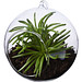 SEASONS Terrarium Sphere, transparent klar SEASONS Terrarium Sphere, transparent klar