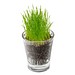 Caffeino-Glas mit Samen, Gartenkresse, 1-seit. Druck