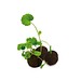 Das Grüne vom Ei, Flower-Ball Box, Sommerblumenmischung, 1-seit. Druck