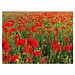 Samenpapier DIN A7, Mohnblume, 1-seit. Druck