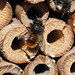 Insektenhotel aus Holz, beige
