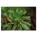 Pflanz-Holz Maxi Xmas mit Fichtensamen, Fichte, 1-seit. Druck