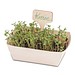 Pflanz-Set, 3er-Set, Ringelblume / Vergissmeinnicht / Sonnenblume, 1-seit. Druck