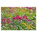 Samenpapier DIN A6, Blumenmischung, 2-seit. Druck