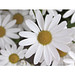 Samentütchen Mini - Recyclingpapier - Margerite, braun