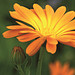 Samentütchen Mini - Standardpapier - Ringelblume, weiß