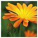 Pflanzeimerchen mit Samen, Ringelblume, 1-seit. Druck