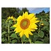 Samen-Karte, Sonnenblume, 2-seit. Druck